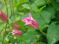 Клематис техасский – Clematis texensis Buckl.