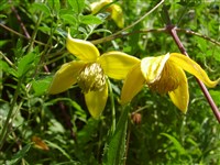 Клематис тибетский – Clematis tibetiana Kuntze. (1)