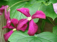 Клематис фиолетовый – Clematis viticella L.