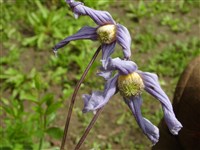 Клематис цельнолистный – Clematis integrifolia L. (1)