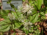 Клематис цельнолистный – Clematis integrifolia L. (2)