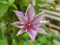 Клематис шерстистый – Clematis lanuginose L.