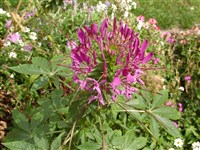 Клеома Хасслера – Cleome hassleriana Chodat.