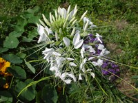 Клеома колючая – Cleome spinosa Jacq.