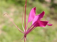 Клеома прекрасная, прекраснейшая – Cleome speciosa Raf.