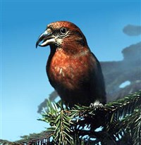 Клесты (клест-еловик)