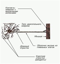 Клетки нервной системы