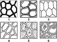Клеточная теория