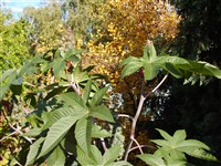 Клещевина обыкновенная – Ricinus communis L.