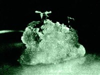 Клон (культура ткани)