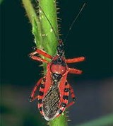 Клопы (редувий)