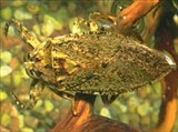 Клопы (Belostoma sp.)