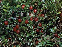 Клюква [кулинария]