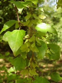 Клён Бургера – Acer buergerianum Miq.