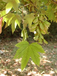 Клён Гельдрейха – Acer heldreichii Orph.