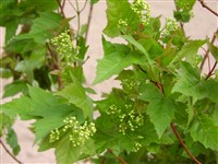 Клён Гиннала, амурский, приречный – Acer ginnala Maxim. (1)