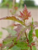 Клён Гиннала, амурский, приречный – Acer ginnala Maxim. (2)