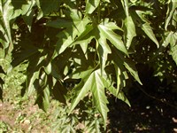 Клён Мийабе – Acer miyabei Maxim.