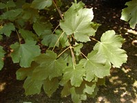 Клён Траутфеттера, высокогорный – Acer trautvetteri Medw.