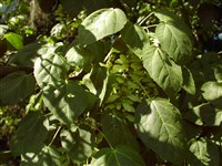 Клён колосоцветный, колосистый, горный – Acer spicatum Lam.