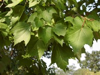 Клён красный – Acer rubrum L.