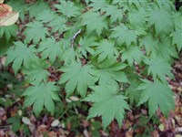 Клён ложнозибольдов – Acer pseudosieboldianum (Pax.) Kom.