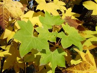 Клён моно, мелколистный, раскрашенный – Acer mono Maxim.