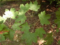 Клён опаловый, итальянский – Acer opalus Mill.