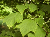 Клён пенсильванский, полосатый – Acer pensylvanicum L.