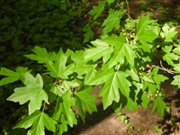 Клён полевой, неклён, паклен – Acer campestris L. (1)