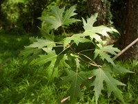 Клён сахарный – Acer saccharum Marsh.