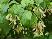 Клён татарский, черноклён, неклён – Acer tataricum L.