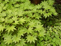 Клён японский – Acer japonicum Thunb.
