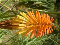 Книфофия Гальпини – Kniphofia galpinii Bak.