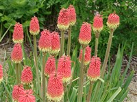 Книфофия Тукка – Kniphofia tuckii Baker
