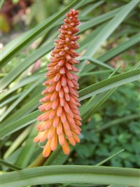 Книфофия ранняя – Kniphofia x praecox Bak.