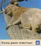 Коала (видео)
