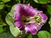 Кобея лазящая – Cobaea scandens Cav. (1)