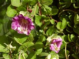 Кобея лазящая – Cobaea scandens Cav. (2)