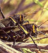 Кобылки (конские кобыки)