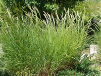 Ковыль блестящий, чий блестящий, чий настоящий – Stipa splendens Trin.