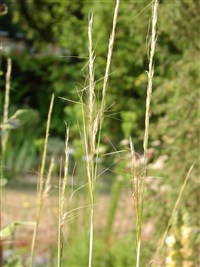 Ковыль волосатик, тырса – Stipa capillata L. (1)
