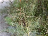 Ковыль волосатик, тырса – Stipa capillata L. (2)