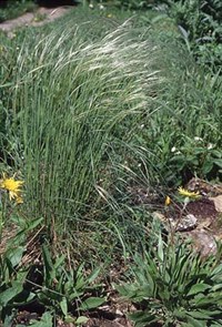 Ковыль волосовидный