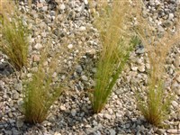 Ковыль красивейший – Stipa pulcherrima Koch.