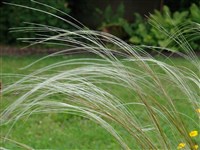 Ковыль перистый, Иоанна – Stipa pennata L.