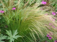 Ковыль тончайший – Stipa tenuissima Trin.