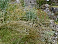 Ковыль узколистный, длиннолистный, тирса – Stipa tirsa Stev.