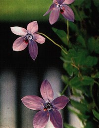 Кодонопсис вьюнковый – Codonopsis covolvulacea Kurz.