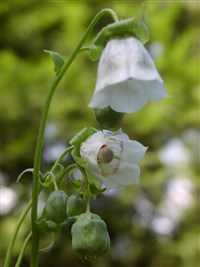 Кодонопсис ломоносовидный – Codonopsis clematidea (Schrenk ex Fisch.et C.A.Mey.) C.B.Clarke.